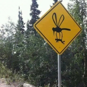 Watch Those Mosquitos